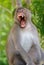 Monkey open mouth