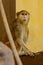 Monkey orangutan animal