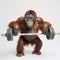 Monkey orangutan lifts a barbell on a white background, bodybuilding, training
