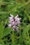 Monkey orchid (Orchis simia)