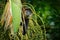 Monkey on palm tree. Green wildlife of Costa Rica. Black-handed Spider Monkey sitting on the tree branch in the dark tropic forest