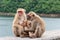 Monkey parents, monkey mothers and baby monkeys live together as a family