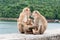 Monkey parents, monkey mothers and baby monkeys live together as a family
