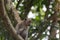 Monkey Perched on a Tree