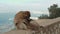 Monkey playing on a beach in sea. macaque monkey sitting near water. Monkey rest in seaview during vacation. Monkey