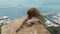 Monkey playing on a beach in sea. macaque monkey sitting near water. Monkey rest in seaview during vacation. Monkey