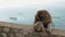 Monkey playing on a beach in sea. macaque monkey sitting near water. Monkey rest in seaview during vacation. Monkey