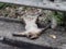 Monkey playing dead on streetside pedestrian