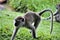 Monkey playing on grassland in forest