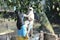 Monkey playing with statue of Lord Shiva