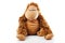 Monkey plush toy in studio. brown monkey,cute monkey,fake monkey,plush monkey,toy monkey,chimpanzee,jocko,gorilla