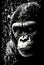 monkey portrait black and white