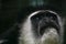 Monkey portrait Colobus angolensis looking above