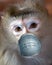 Monkey portrait macaque in medical mask corona virus protection bacteria stop