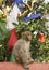 Monkey and prayer flags from Swayambunath temple in Kathmandu