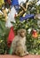 Monkey and prayer flags from Swayambunath temple in Kathmandu