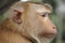 Monkey Profile