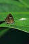 monkey puzzle butterfly (rathinda amor) sitting on a leaf in tropical rainforest