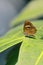 Monkey puzzle butterfly is sitting on a green leaf in summertime