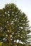 Monkey puzzle tree