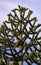 Monkey Puzzle Tree