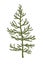 Monkey puzzle Tree or Araucaria araucana. Vector illustration