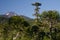 Monkey puzzle trees and Llaima volcano in the background.