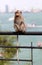 Monkey on a railing