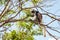 Monkey red colobus