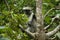 Monkey Red Colobus Animal Mammal Wildlife Jozani Zanzibar Tanzania