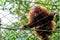 Monkey with red head in the jungle