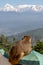 A monkey relaxing and watching the Nanda Devi Himalayan range