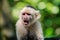 Monkey resting in rainforest of Honduras