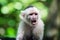 Monkey resting in rainforest of Honduras