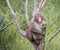 Monkey resting in a tree