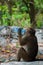 Monkey Rhesus Macaque drinking from a water bottle