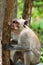 Monkey Rhesus Macaque holding a tree