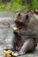 Monkey Rhesus Macaque sitting and eating a banana