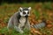 monkey Ring-tailed Lemur