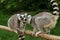 Monkey Ring-tailed Lemur