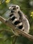 Monkey Ring-tailed Lemur