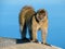 Monkey on the rock of Gibraltar.