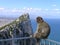 Monkey at the Rock of Gibraltar