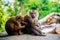Monkey\\\'s family with infant in Thailand. Macaca leonina. Northern Pig-tailed Macaque