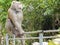 A monkey`s finished harvesting coconuts. Surat Thani, southern Thailand