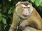 A monkey`s finished harvesting coconuts. Surat Thani, southern Thailand