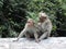 Monkey searching lice in her daughters hair