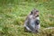 Monkey seating on the grass in Thailand