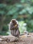 A monkey in the secred monkey forest in Ubud, Bali Indonesia, eating corn