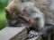 A monkey in the secred monkey forest in Ubud, Bali Indonesia, sleeping